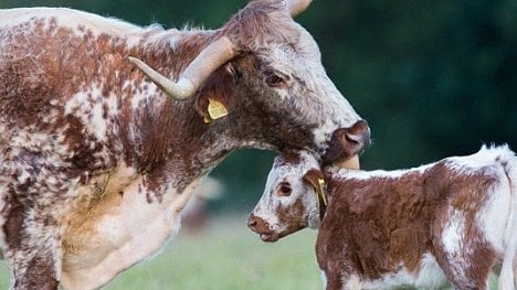 Náhledový obrázek - Nový trend v biopotravinách: zákazníci chtějí etické mléko od krav s telaty