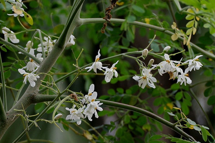 Moringa