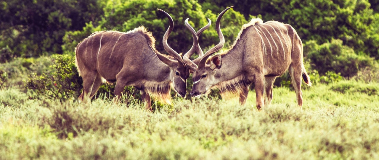 Antilopy Kudu