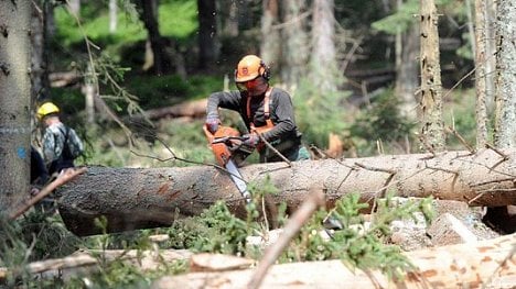 Náhledový obrázek - Metnar ustoupil kůrovci. Vojenským lesům nechá stamiliony na boj s kalamitou