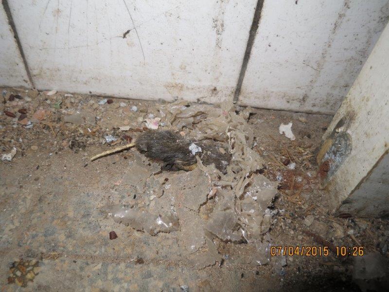 HOSPODA NA ŠKVRŇOVĚ, Kutná Hora