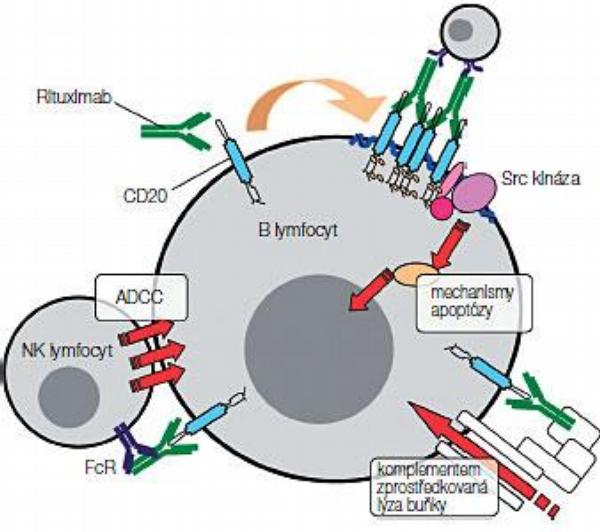 Obr. 1 – Mechanismy účinku protilátky rituximabu. Upraveno podle OLSZEWSKI, AJ., et al.(7)