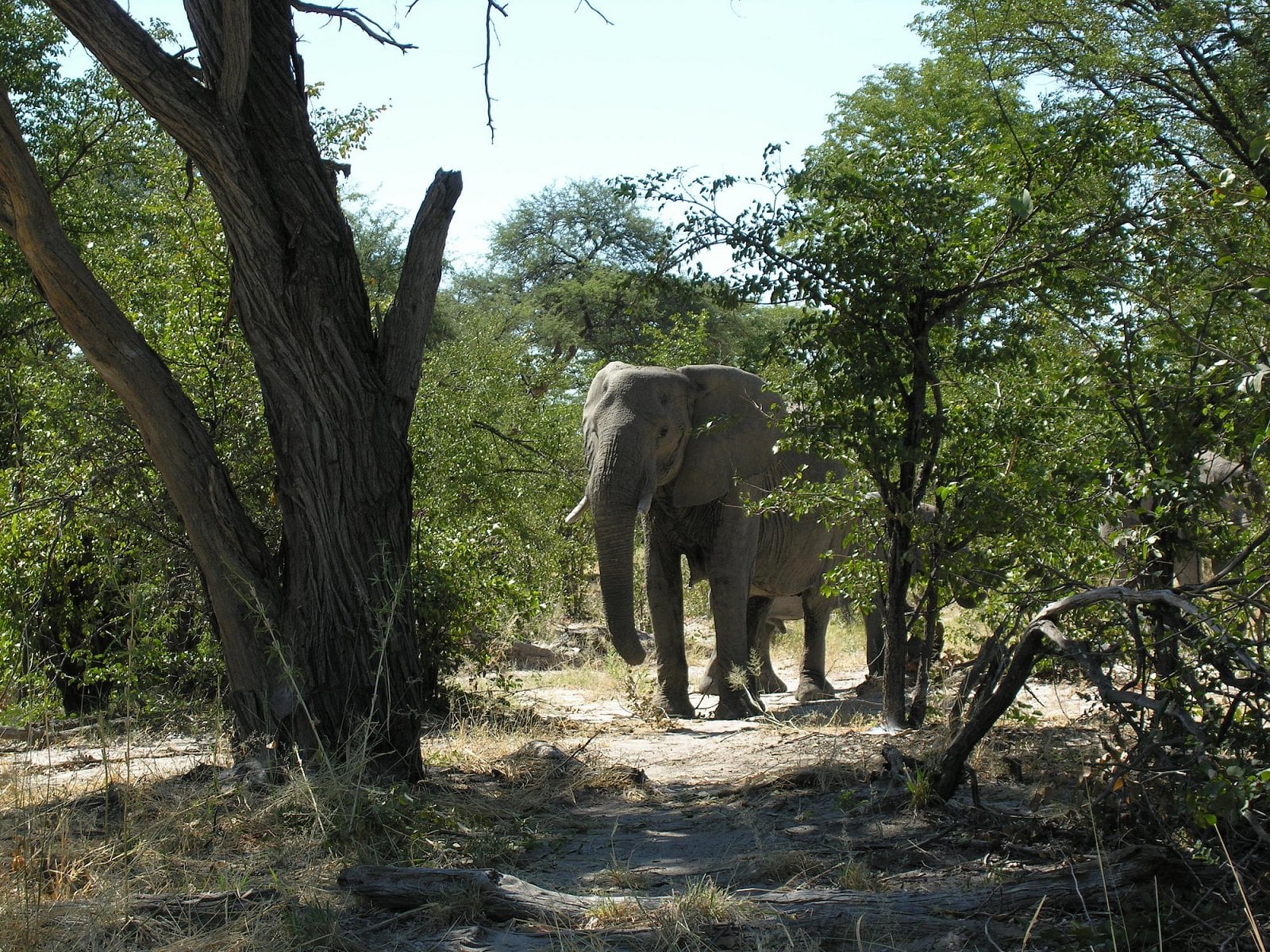 Botswana, Moremi.