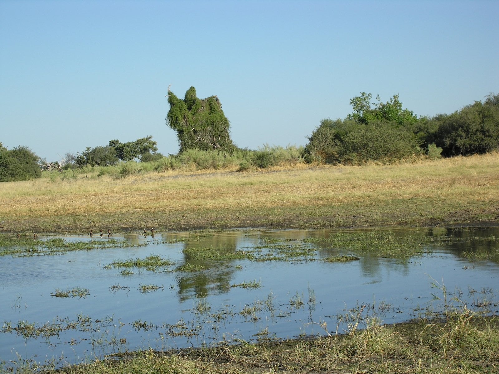 Botswana, Moremi.