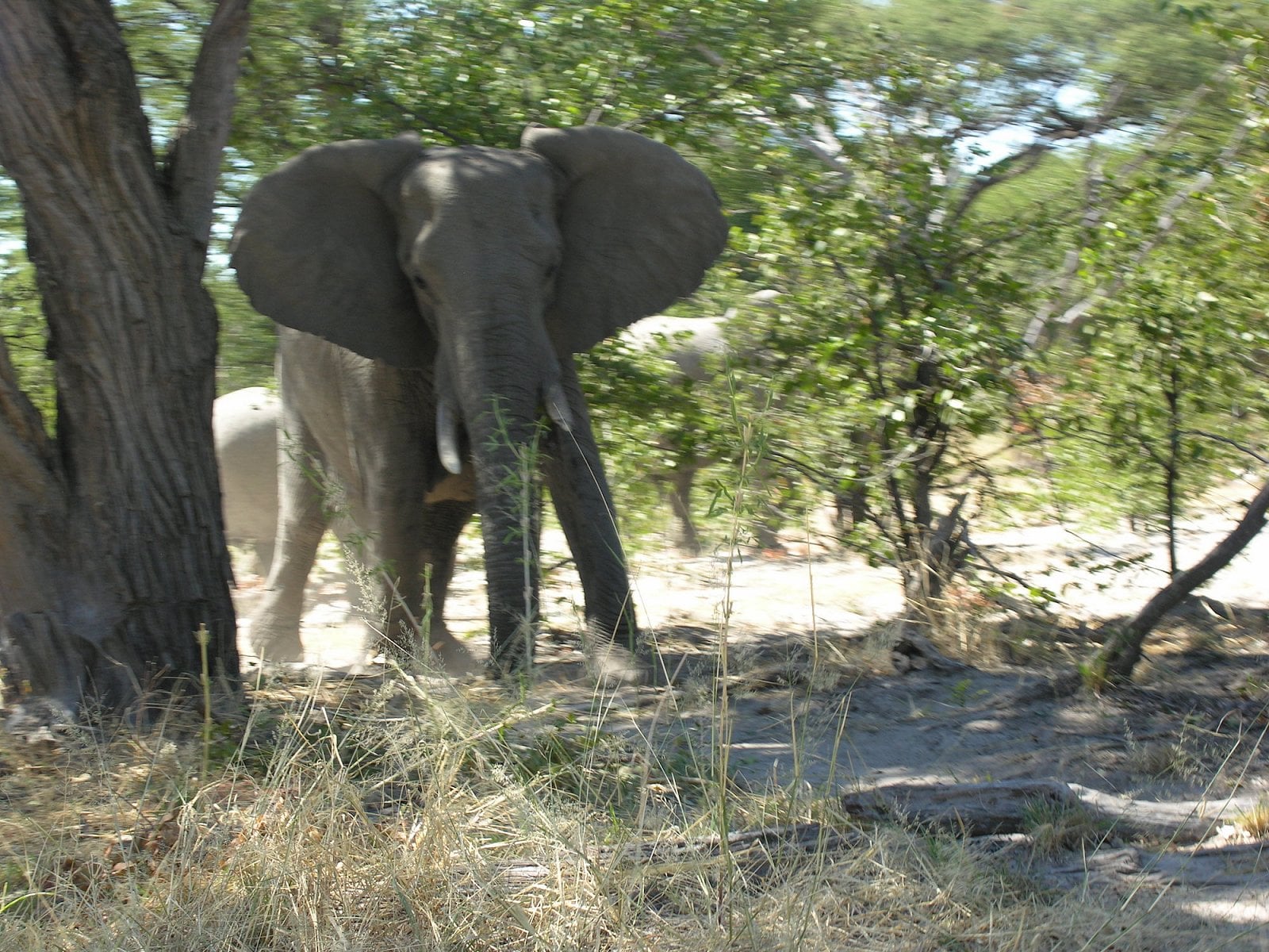 Botswana, Moremi.