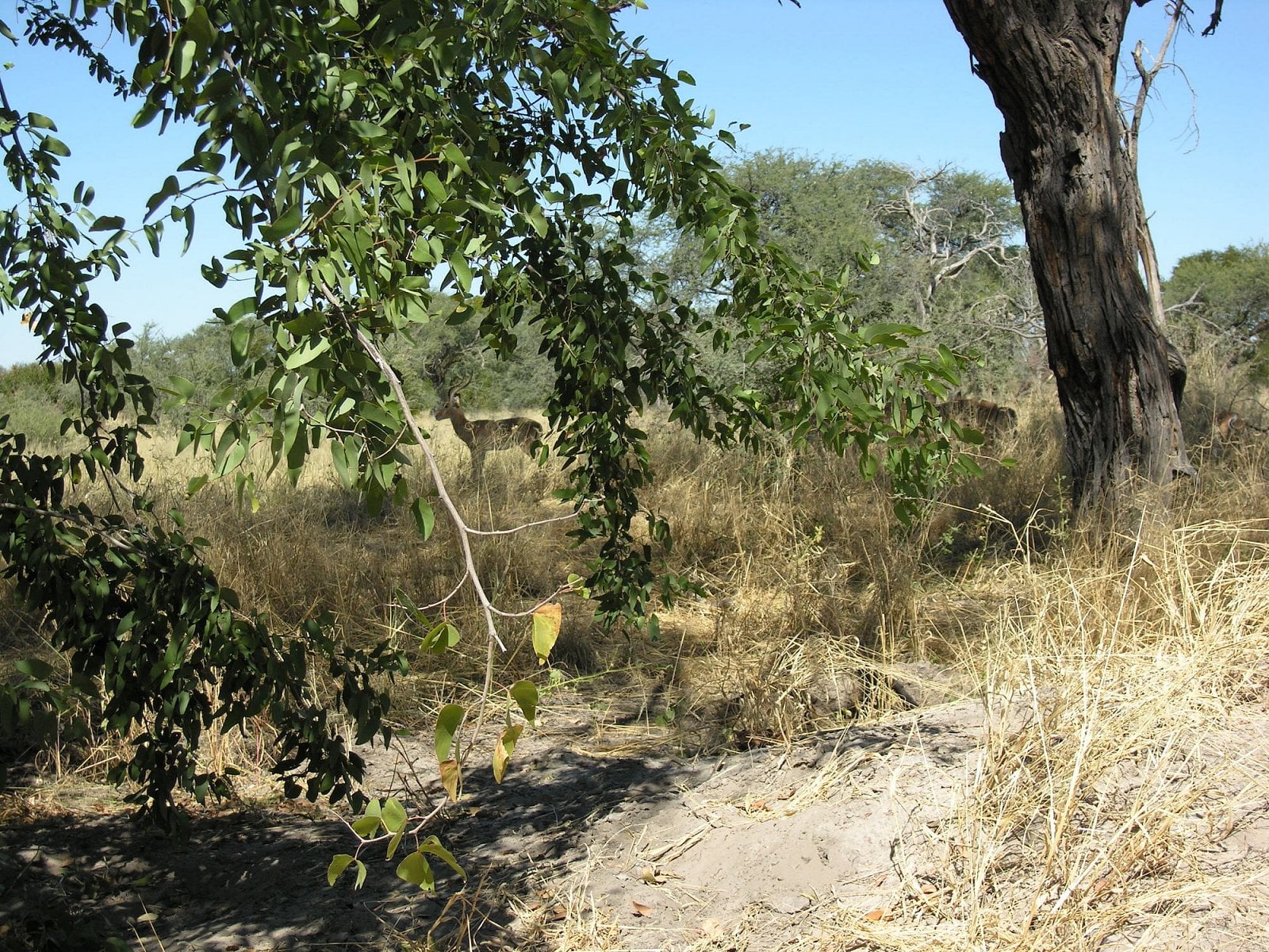 Botswana, Moremi.
