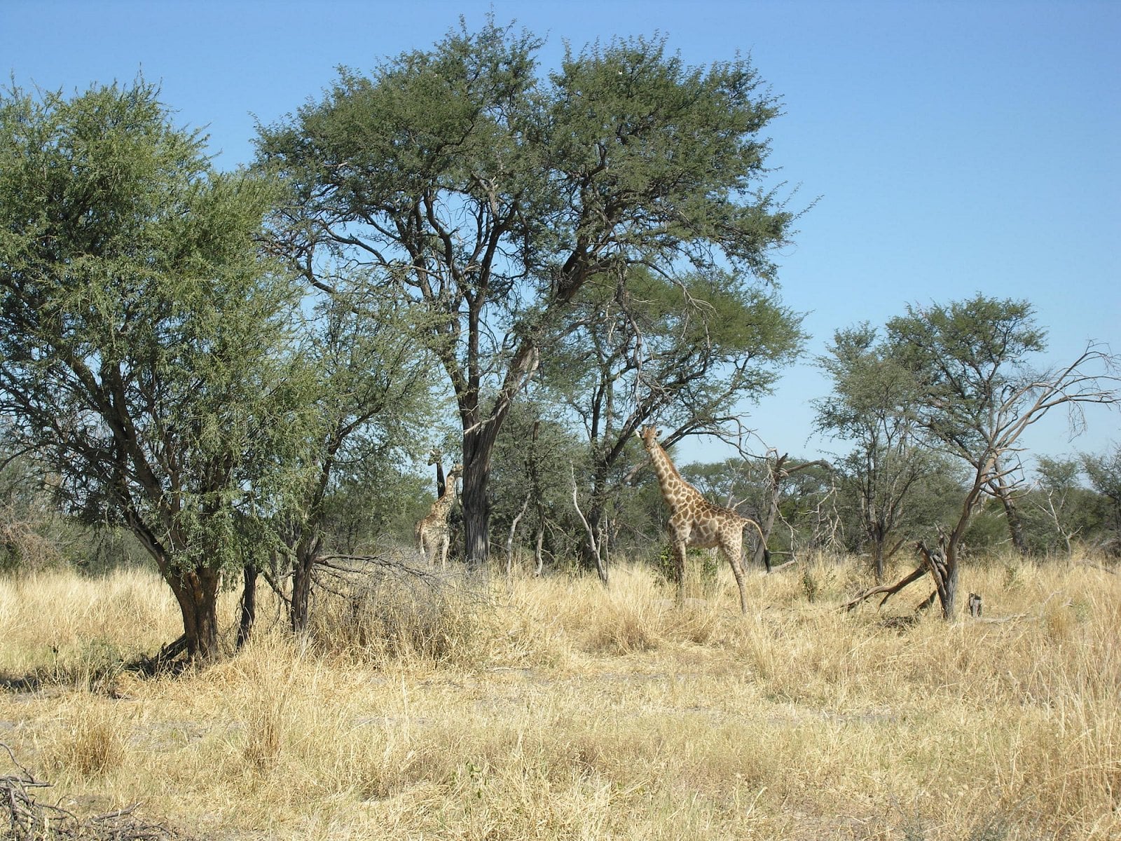 Botswana, Moremi.
