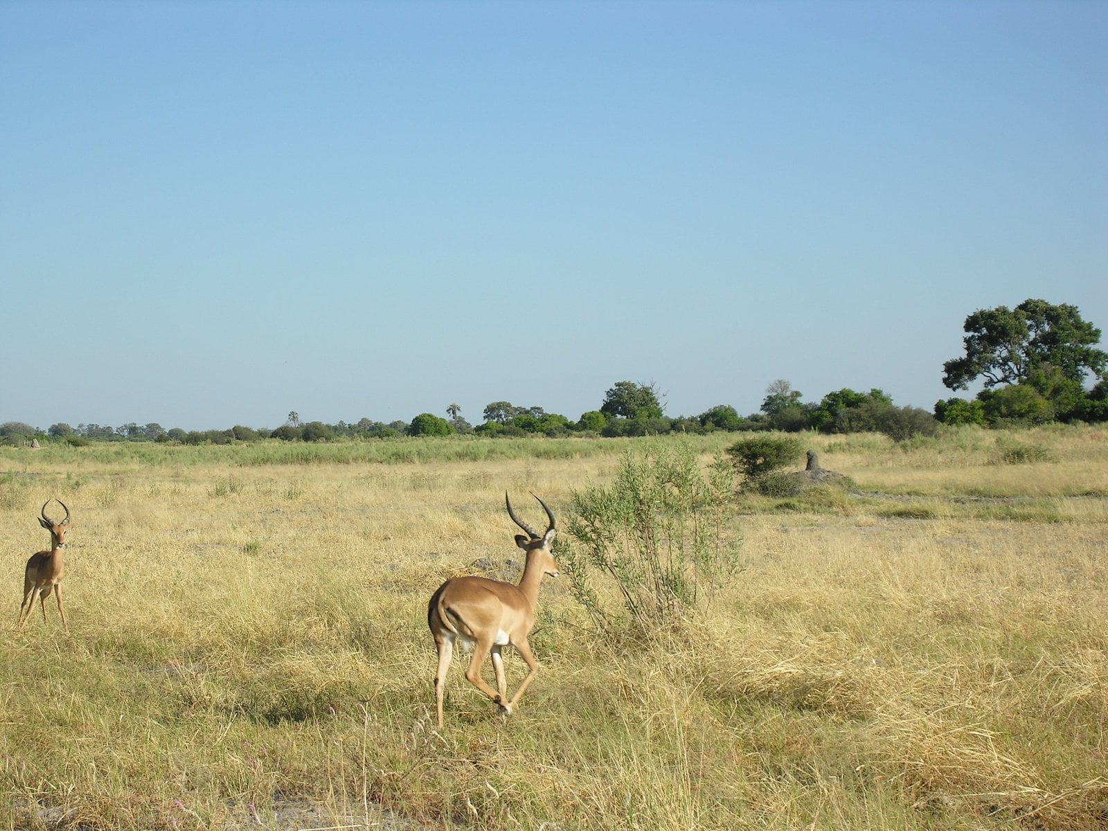 Botswana, Moremi.