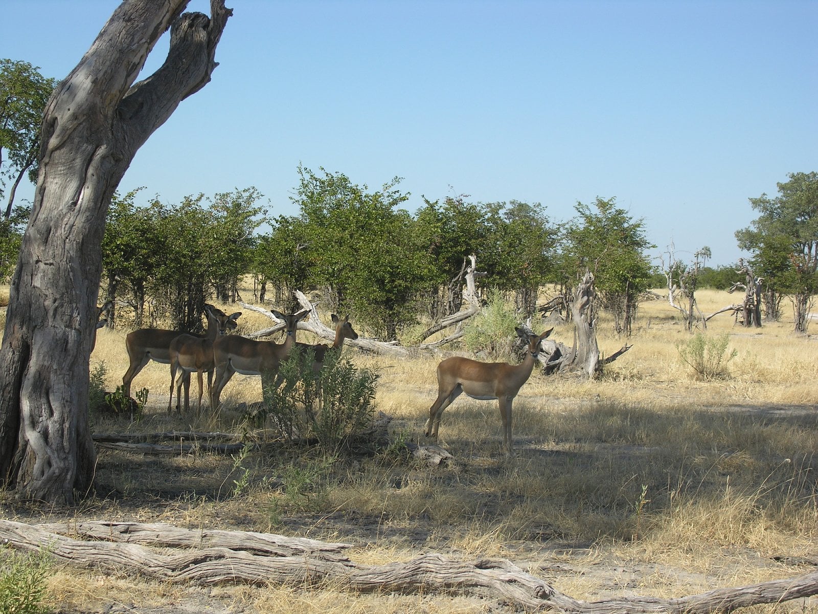Botswana, Moremi.