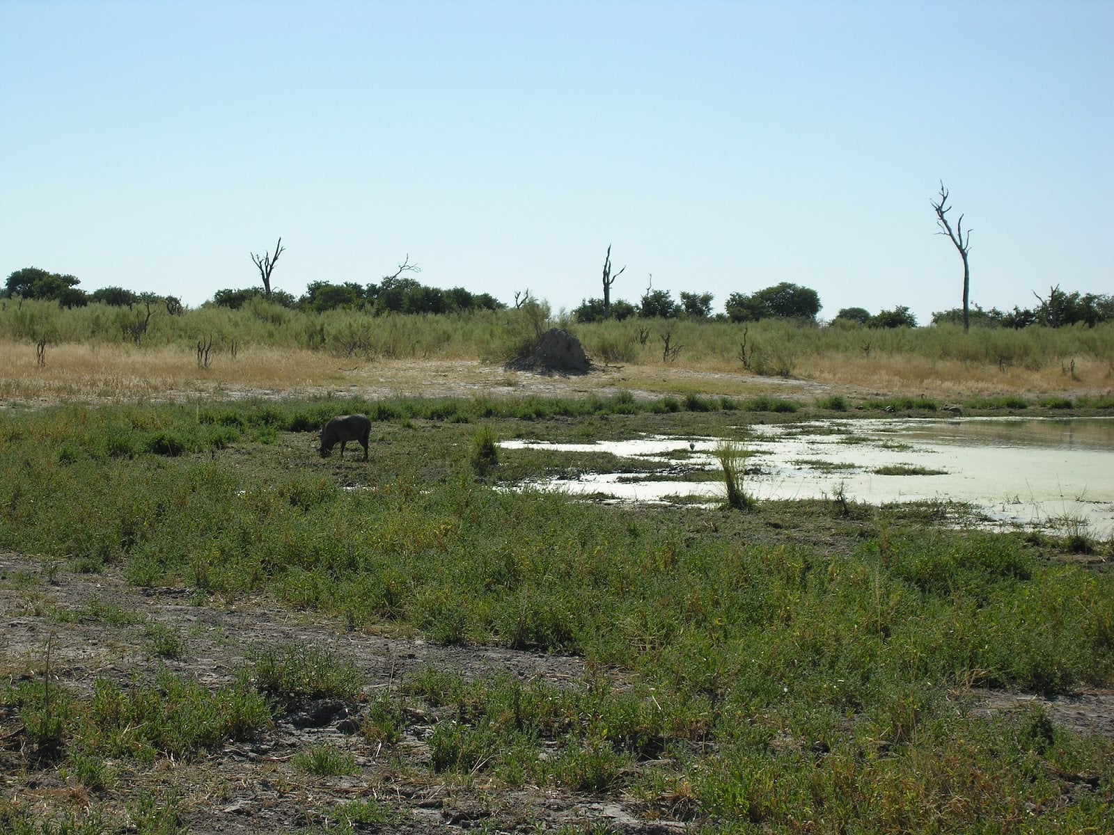 Botswana, Moremi.