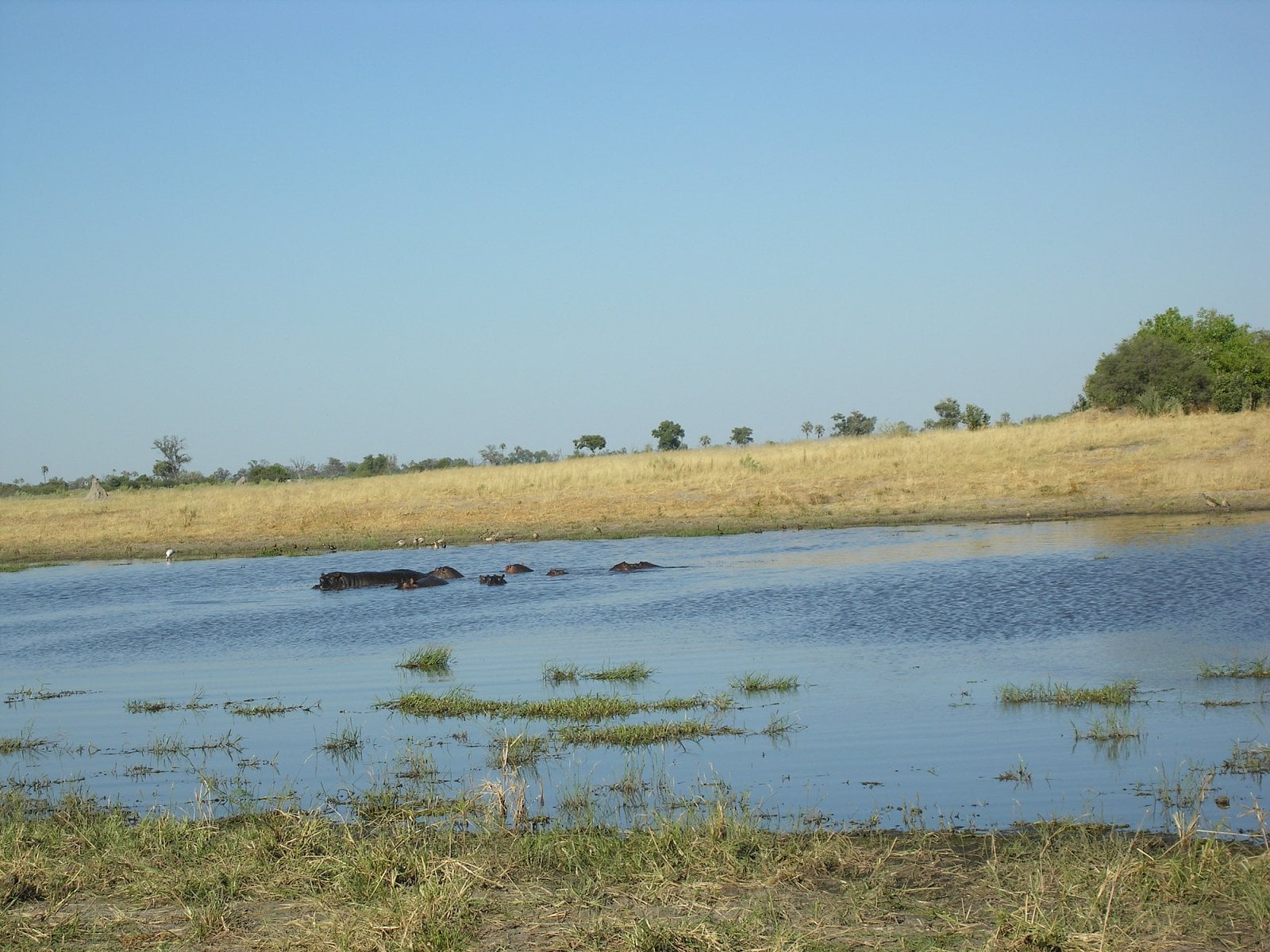 Botswana, Moremi.