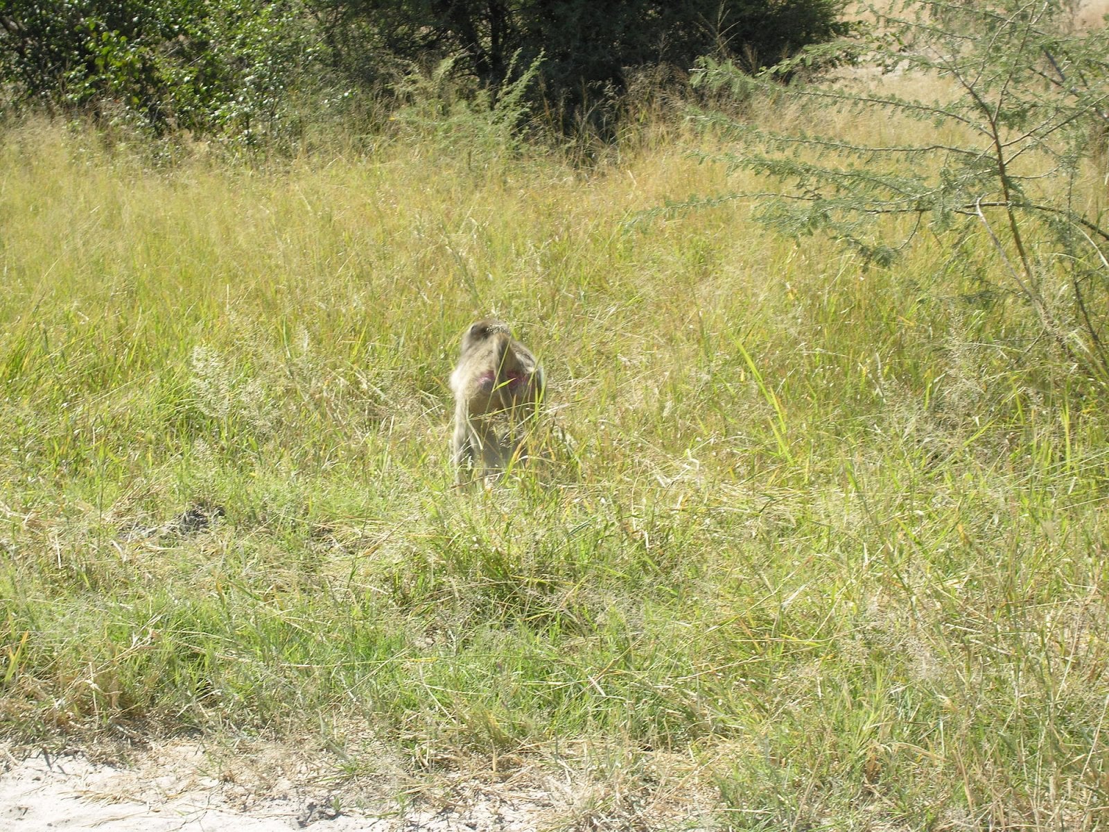 Botswana, Moremi.