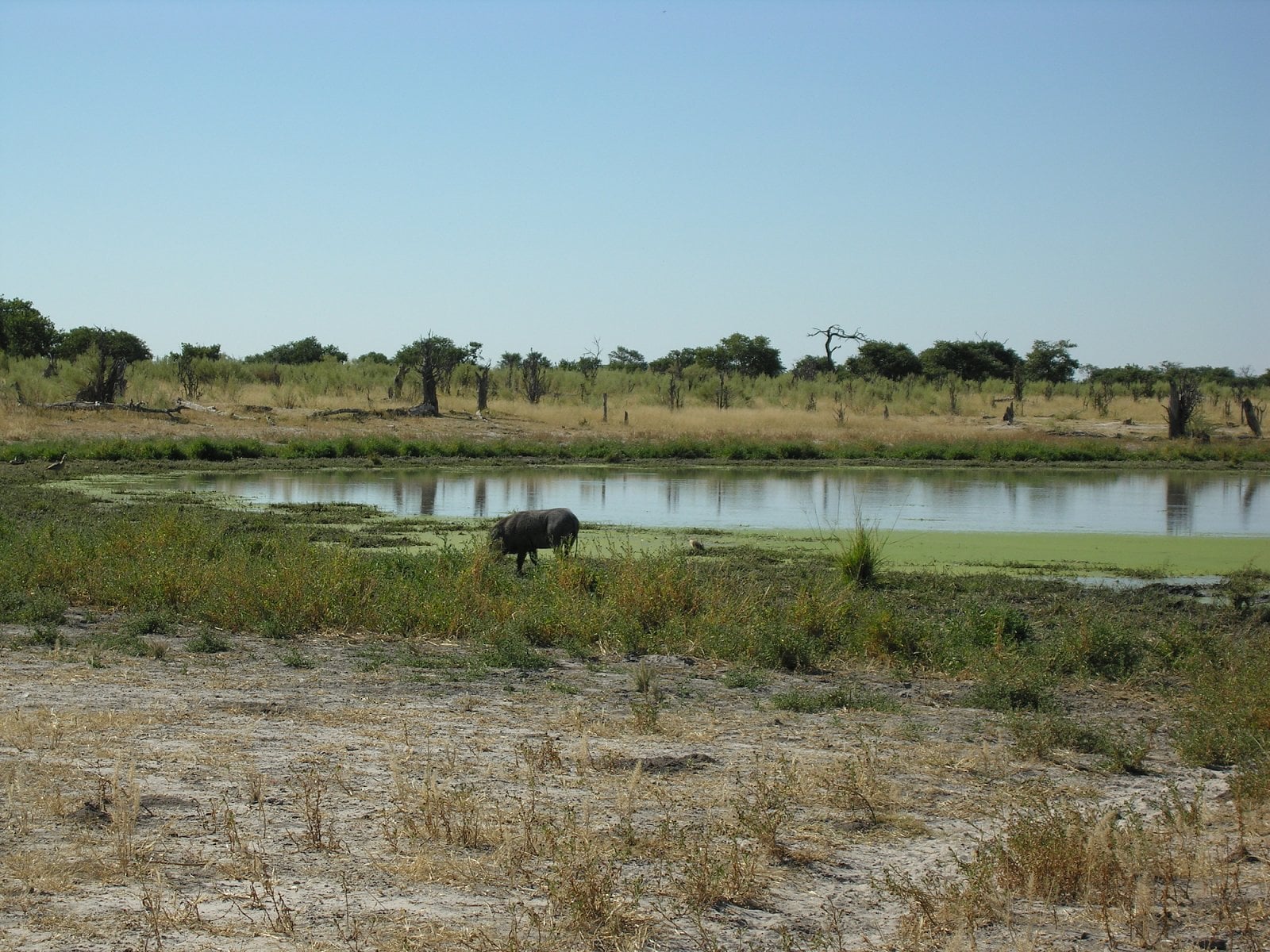 Botswana, Moremi.