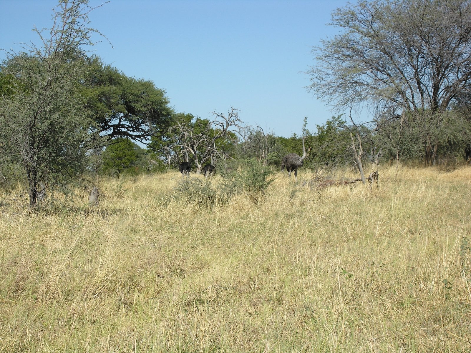 Botswana, Moremi.