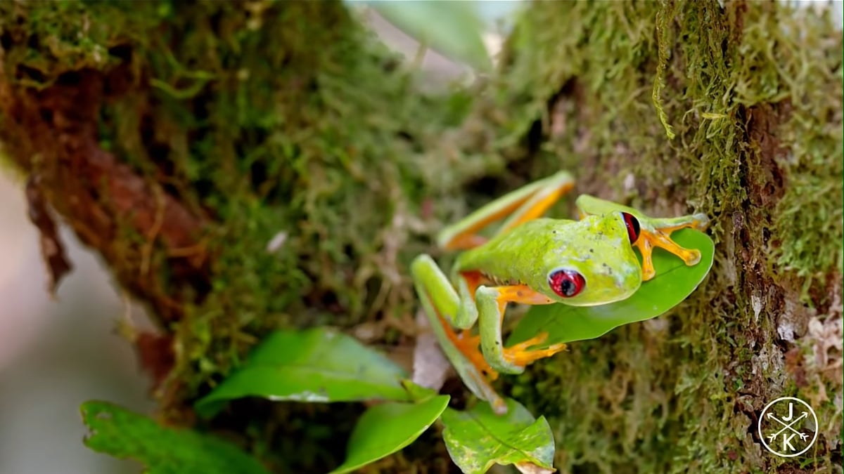 Ukázky přehrávání na HK1 Plus
