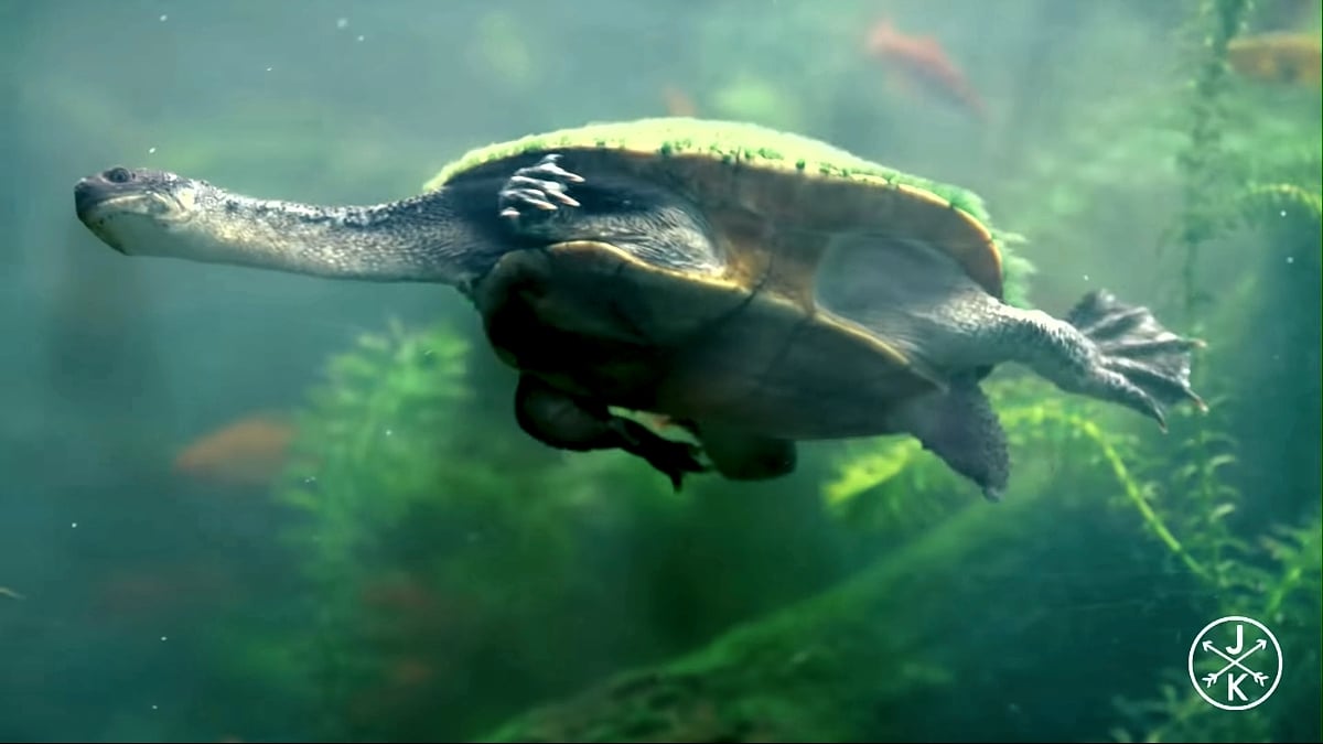 Ukázky přehrávání na HK1 Plus