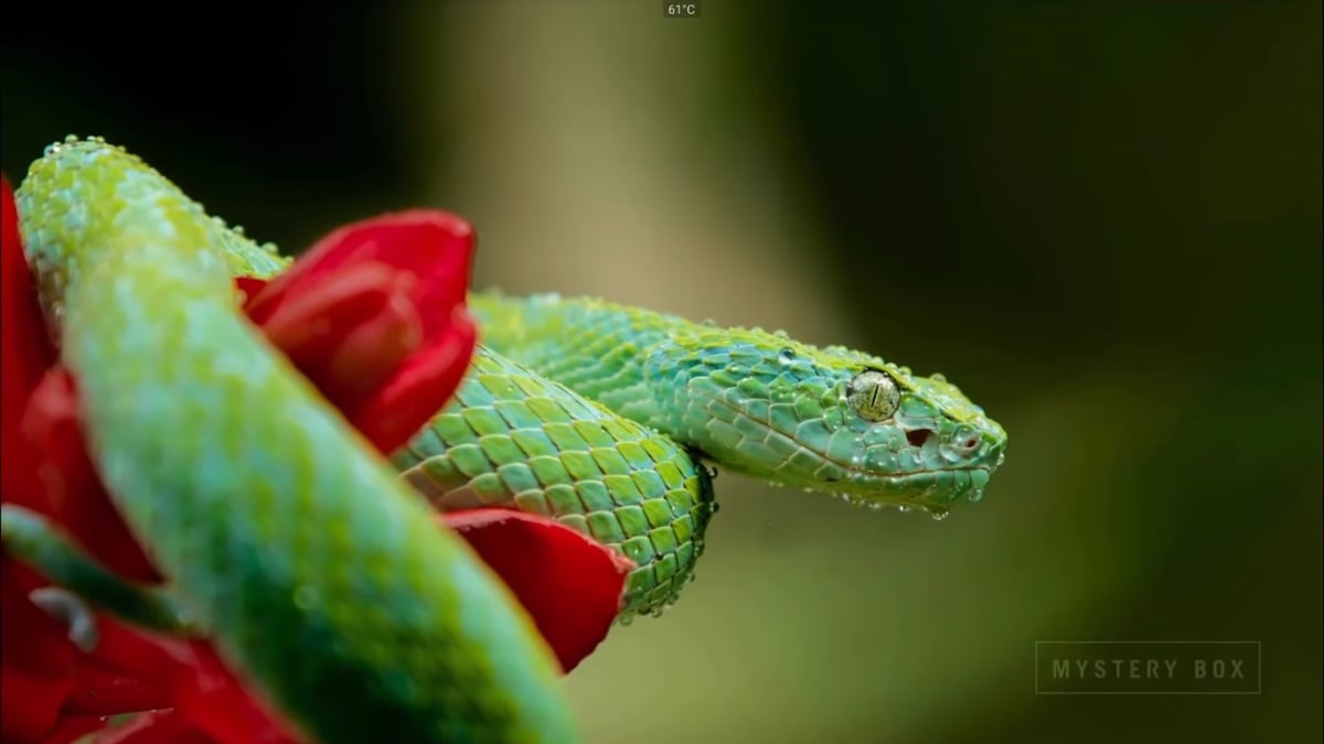 Ukázky přehrávání na HK1 Plus