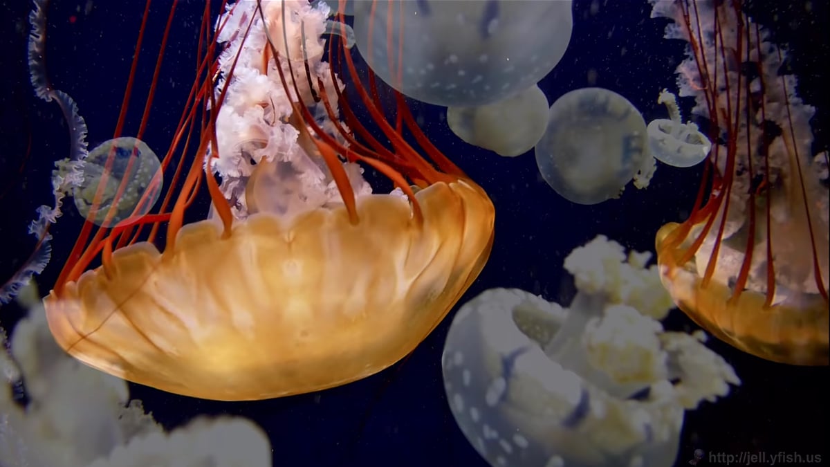 Zidoo Z1000 - ukázky přehrávání