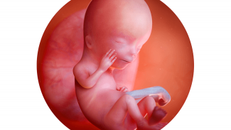 Náhledový obrázek - 12. týden těhotenství: miminko se může usmívat a zívat