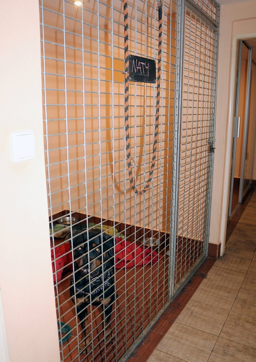 Hotel pro psy a kočky v Břevnici u Havlíčkova Brodu