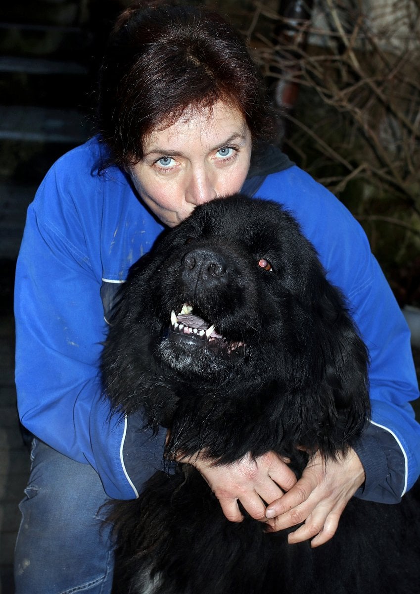 Psi milují paní majitelku.