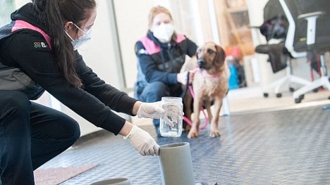 Náhledový obrázek - Testovat na covid by mohli speciálně cvičení psi. Úřady však nejeví zájem, říká autor studie