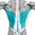Pokud bychom posuzovali velikost svalu podle povrchu, pak pomyslnou první příčku obsadí široký sval zádový (musculus latissimus dorsi). V těle máme hned dva tyto trojúhelníkové svaly, po jednom na každé straně páteře.