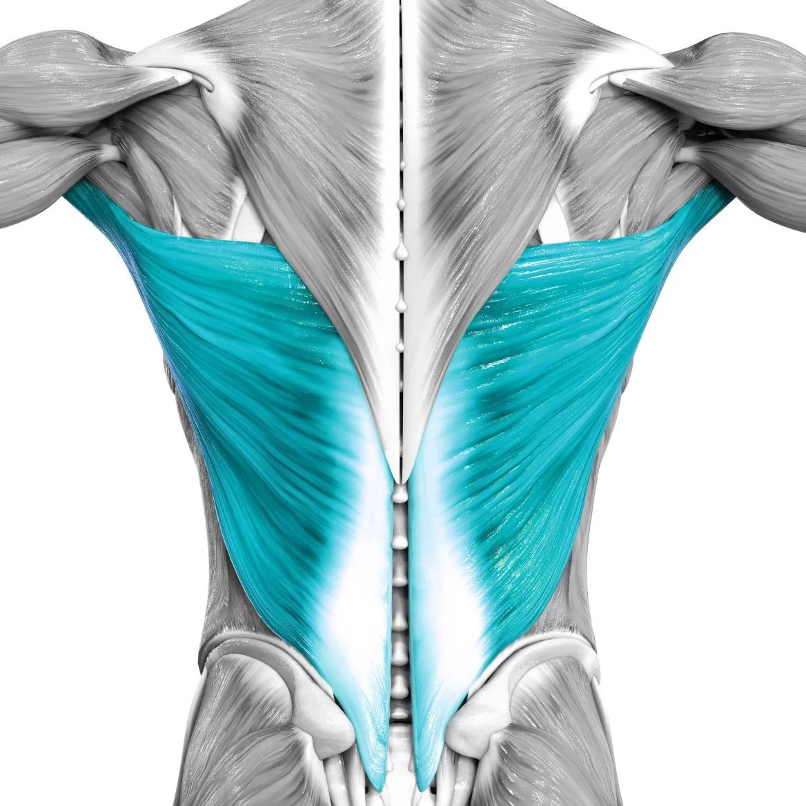 Pokud bychom posuzovali velikost svalu podle povrchu, pak pomyslnou první příčku obsadí široký sval zádový (musculus latissimus dorsi). V těle máme hned dva tyto trojúhelníkové svaly, po jednom na každé straně páteře.