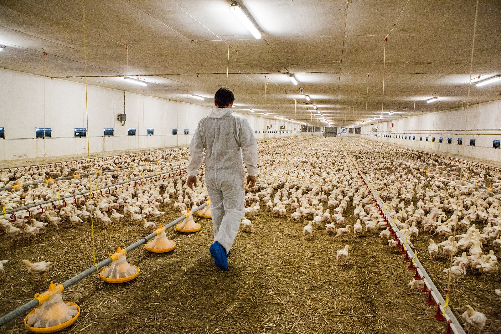 Farma Labské Chrčice: Jak si žijí kuřata