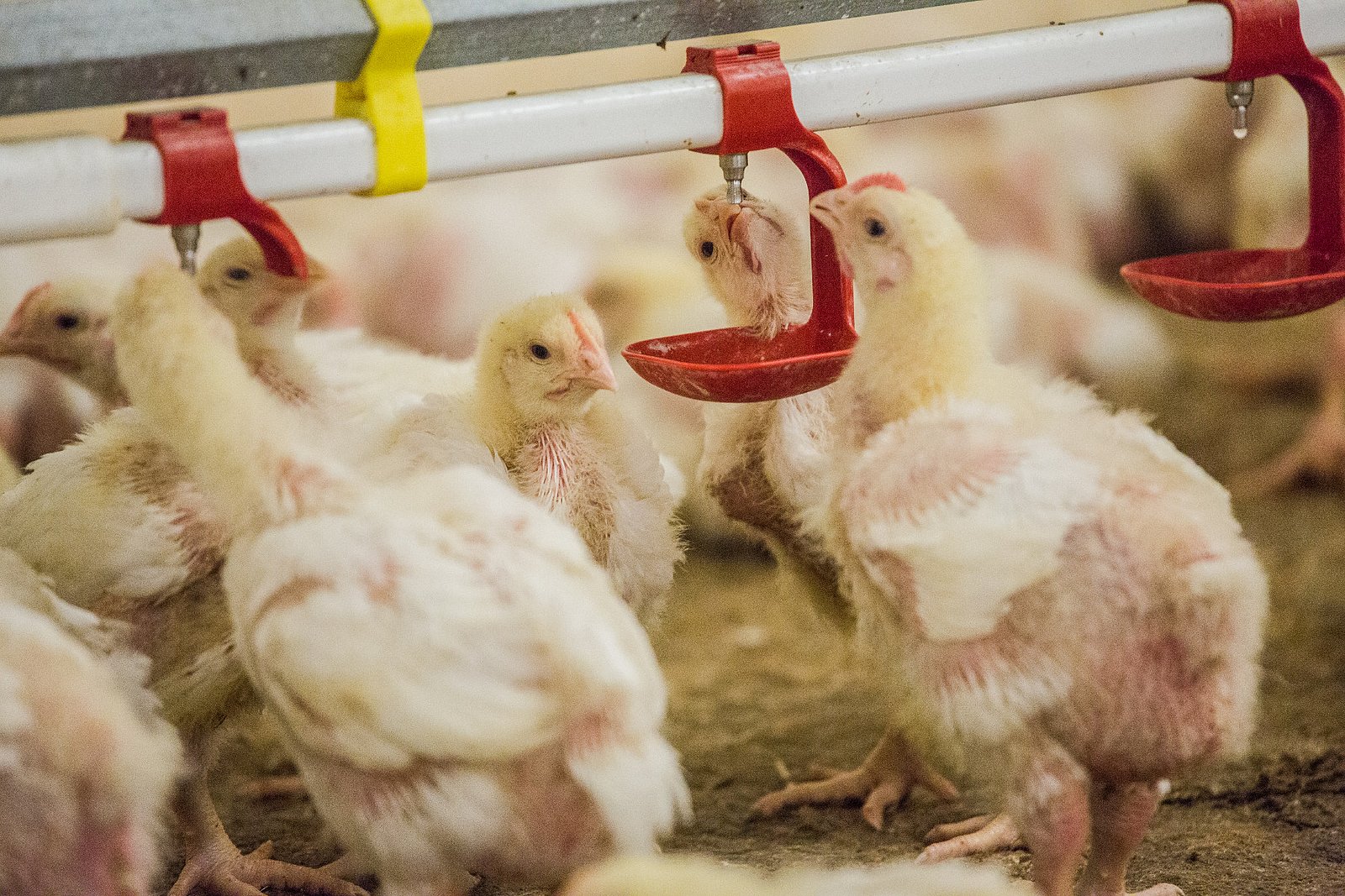 Farma Labské Chrčice: Jak si žijí kuřata