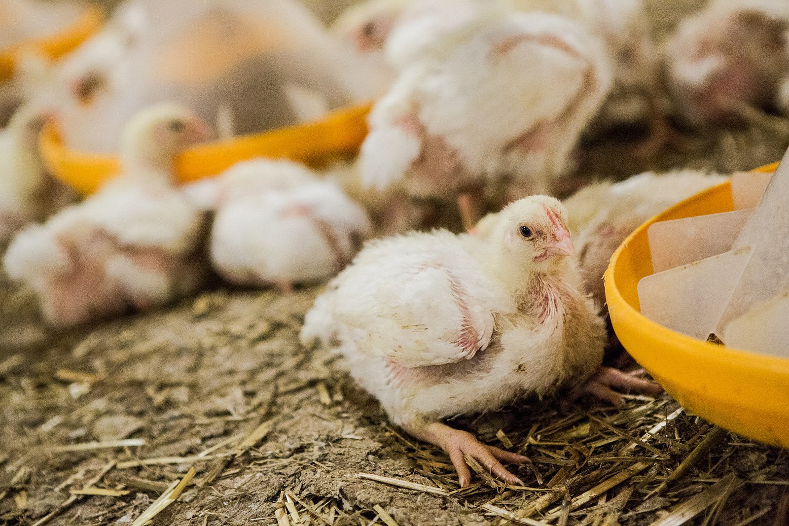 Farma Labské Chrčice: Jak si žijí kuřata