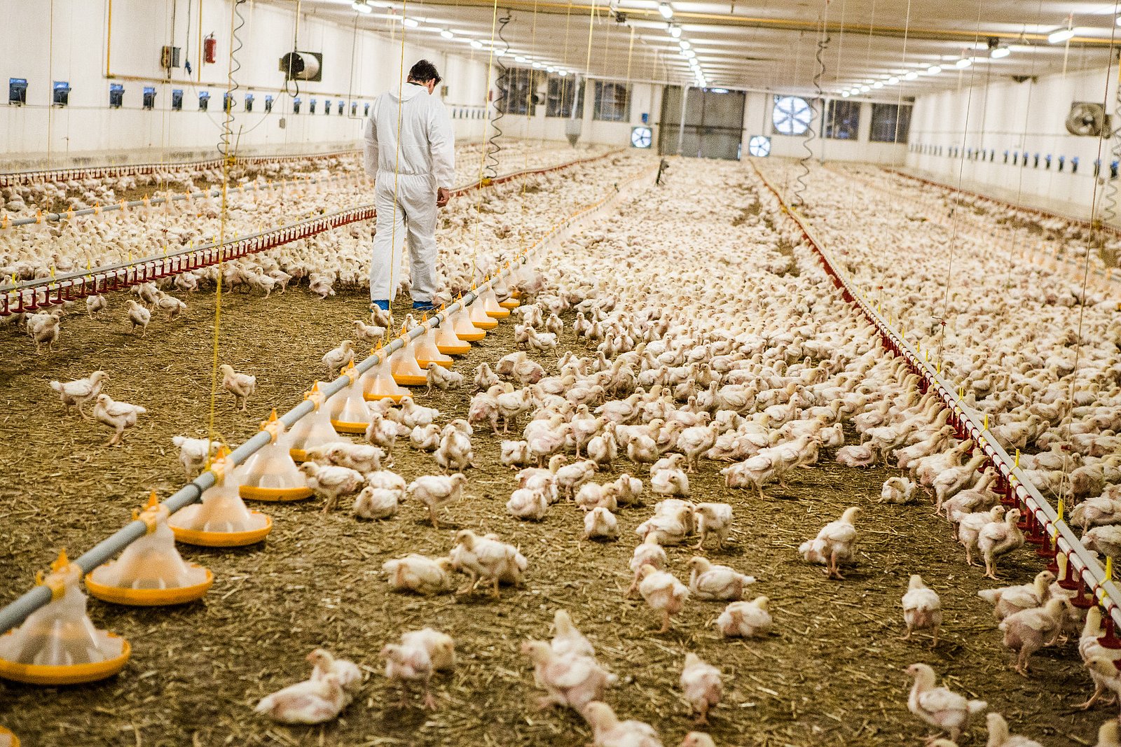 Farma Labské Chrčice: Jak si žijí kuřata