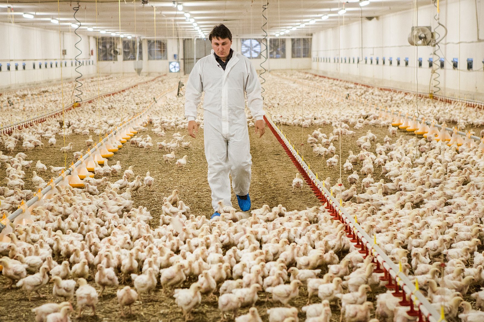 Farma Labské Chrčice: Jak si žijí kuřata