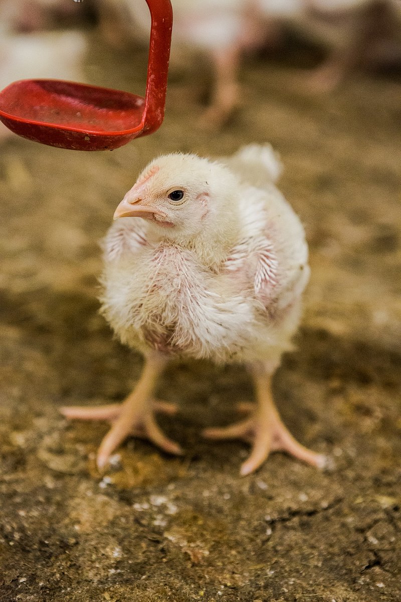 Farma Labské Chrčice: Jak si žijí kuřata