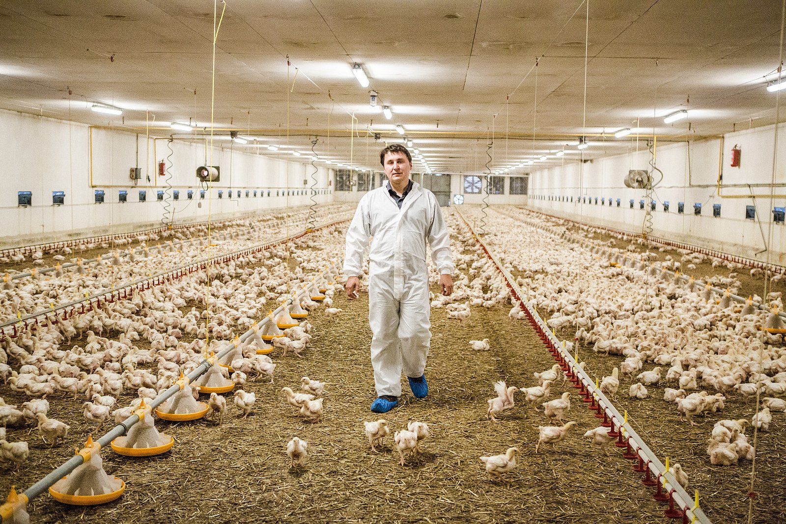 Farma Labské Chrčice: Jak si žijí kuřata