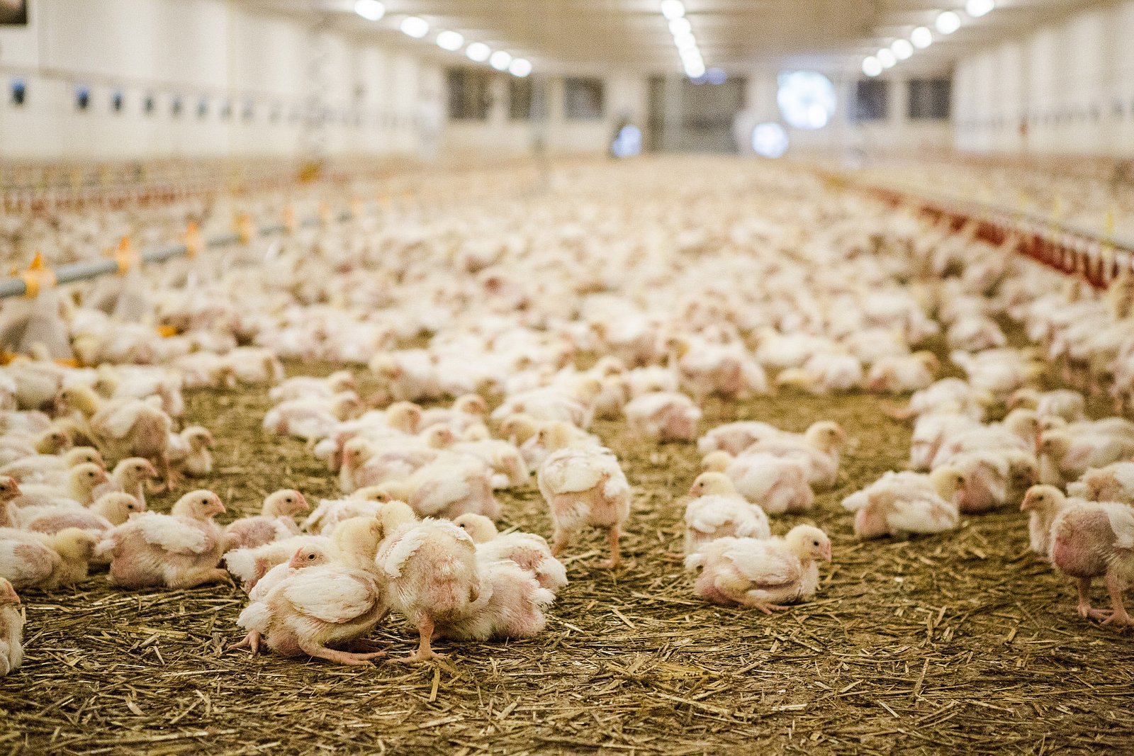 Farma Labské Chrčice: Jak si žijí kuřata