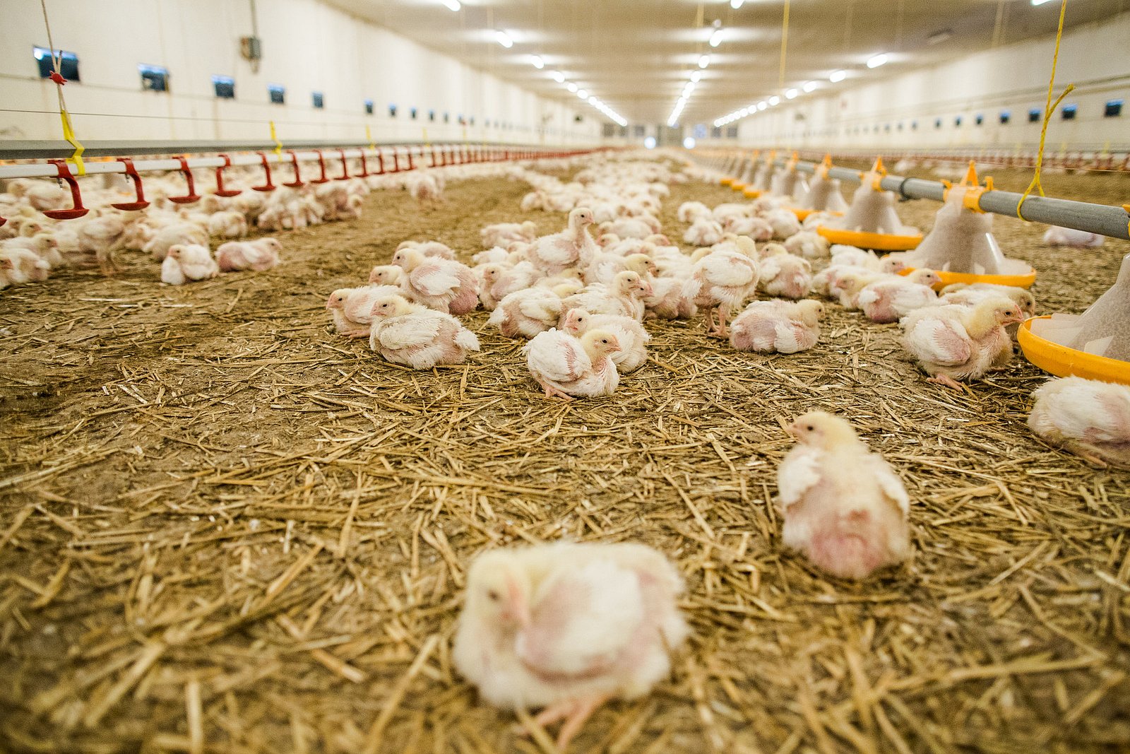 Farma Labské Chrčice: Jak si žijí kuřata