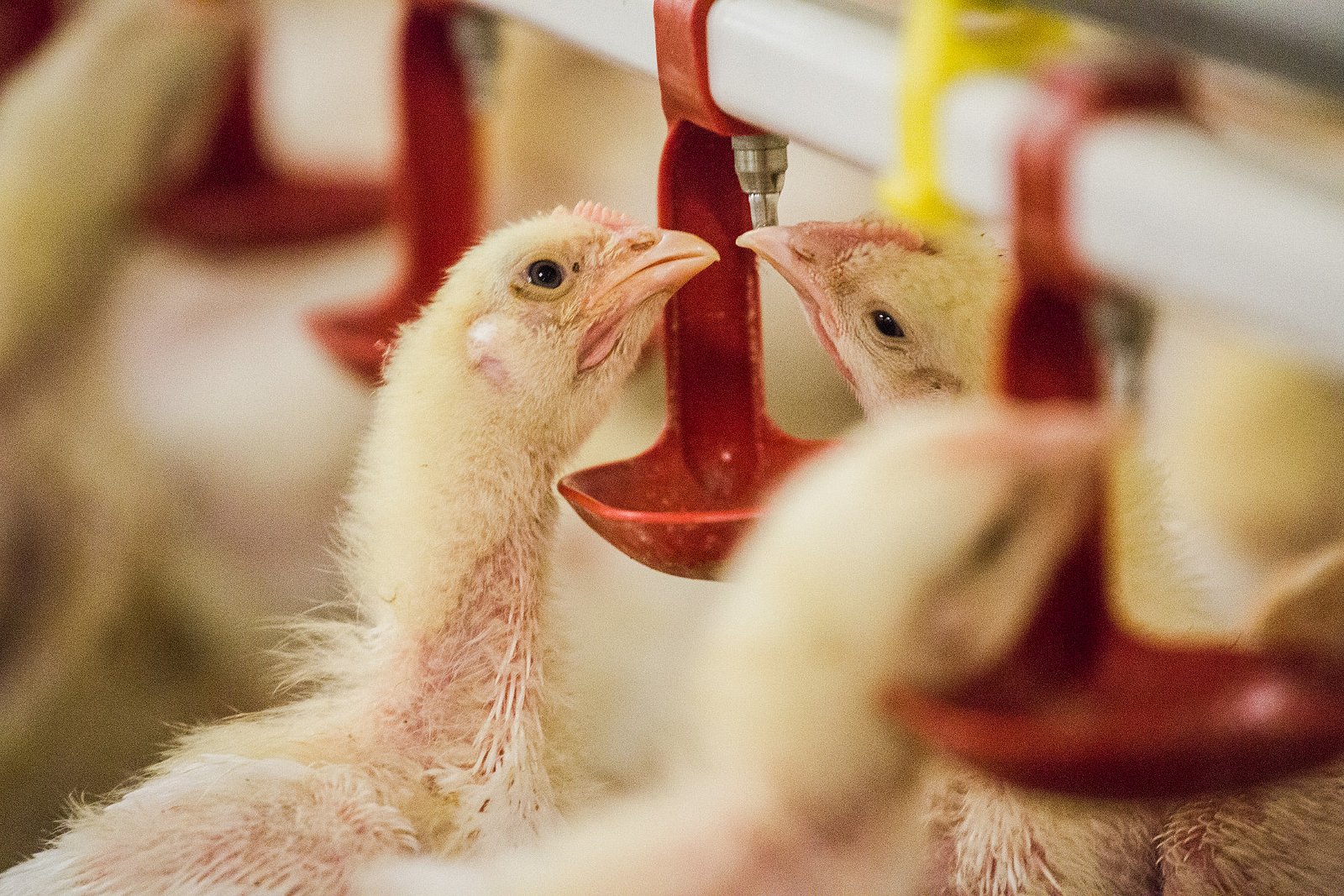 Farma Labské Chrčice: Jak si žijí kuřata