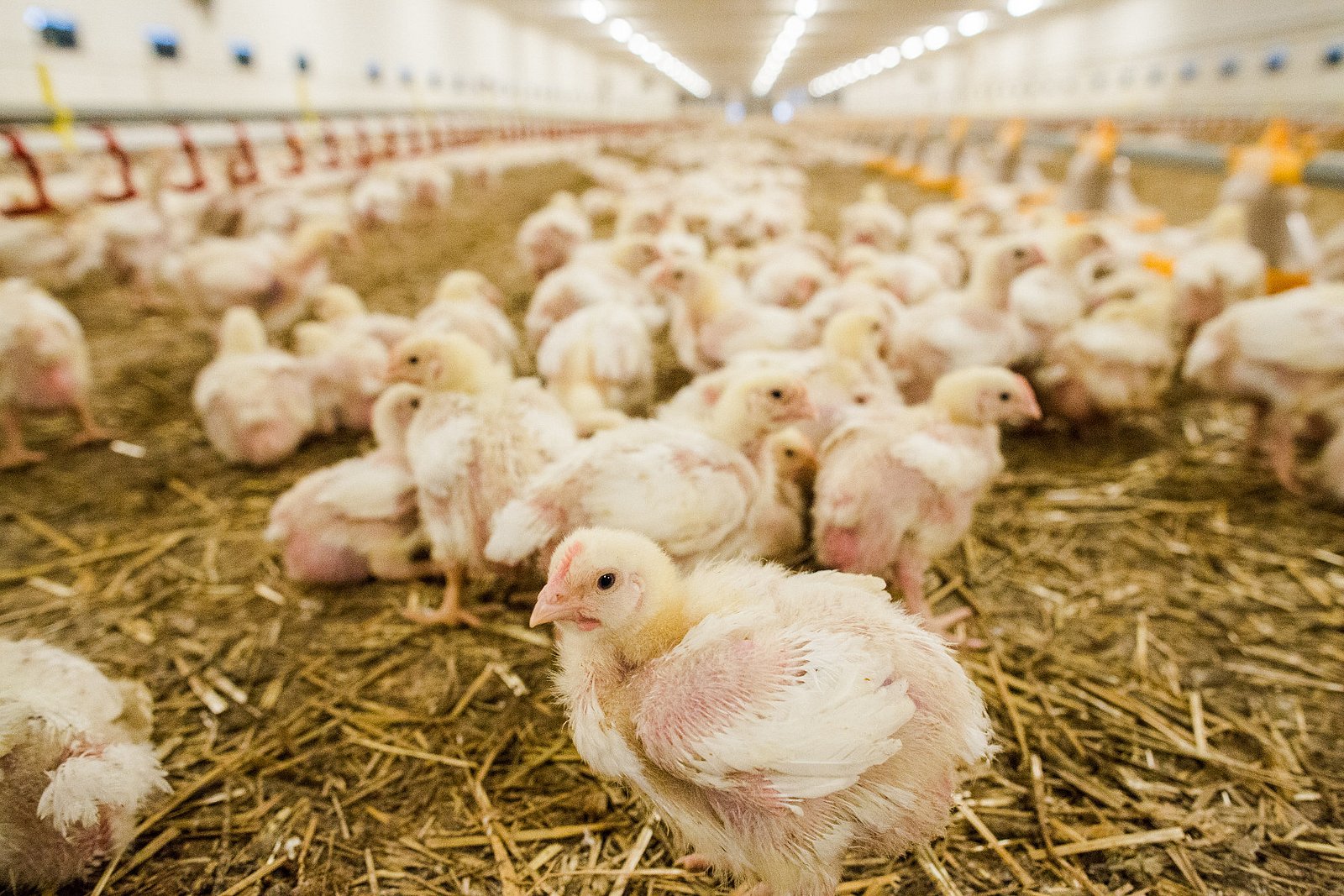 Farma Labské Chrčice: Jak si žijí kuřata