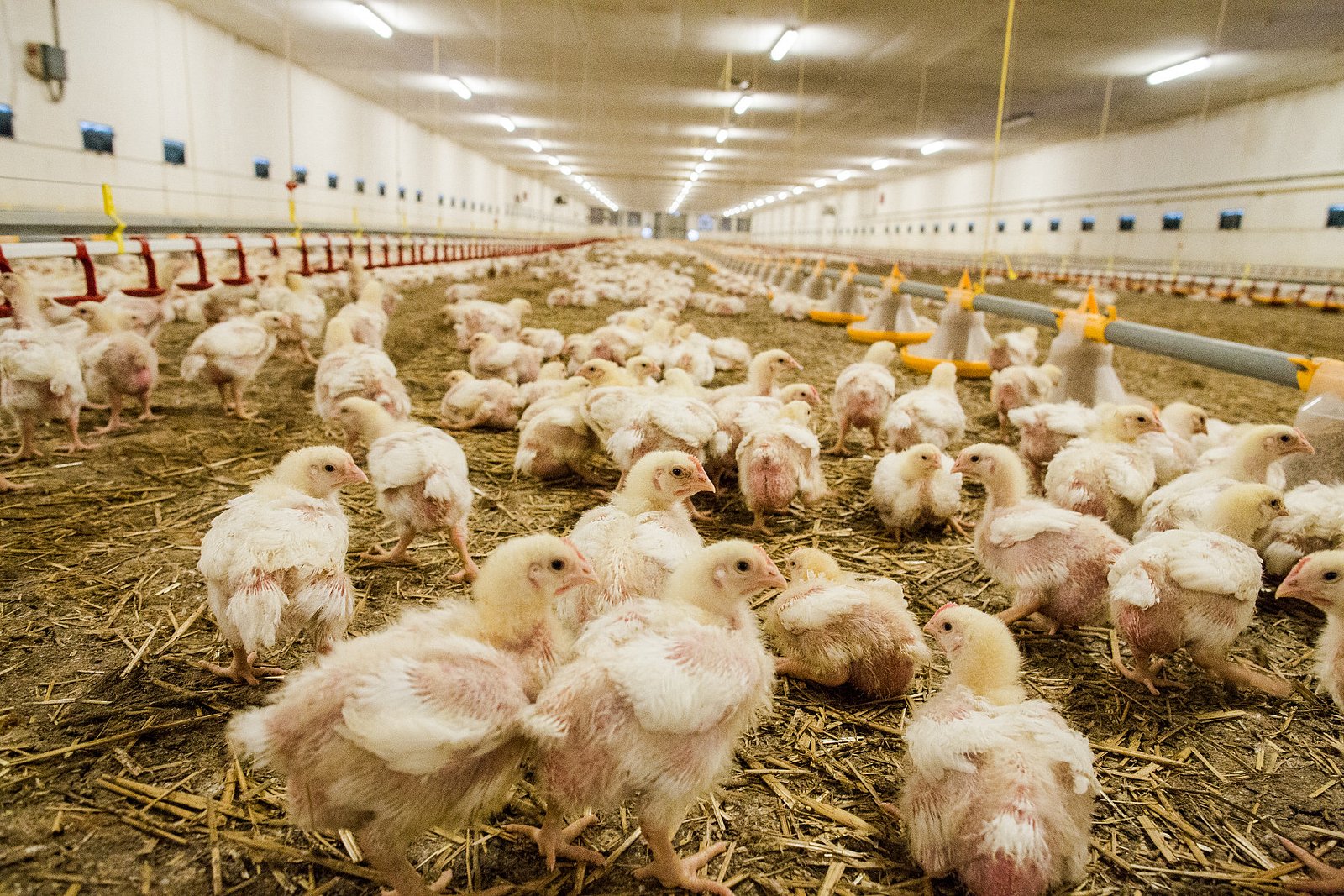 Farma Labské Chrčice: Jak si žijí kuřata