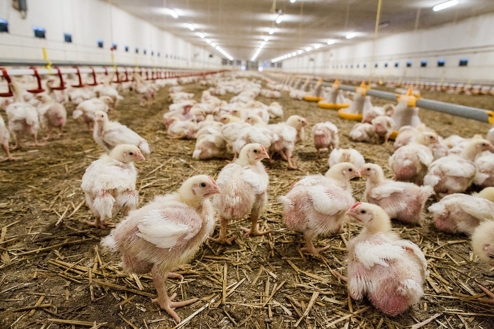 Farma Labské Chrčice: Jak si žijí kuřata