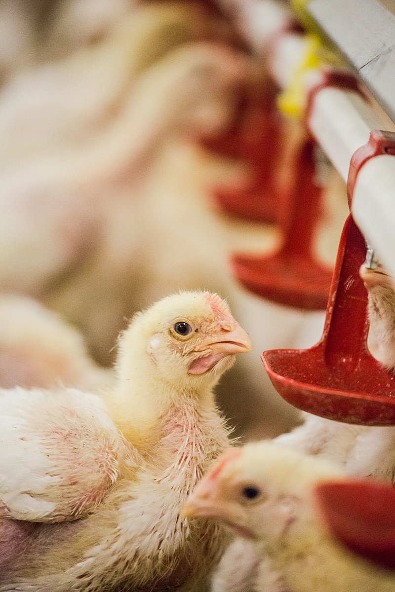 Farma Labské Chrčice: Jak si žijí kuřata