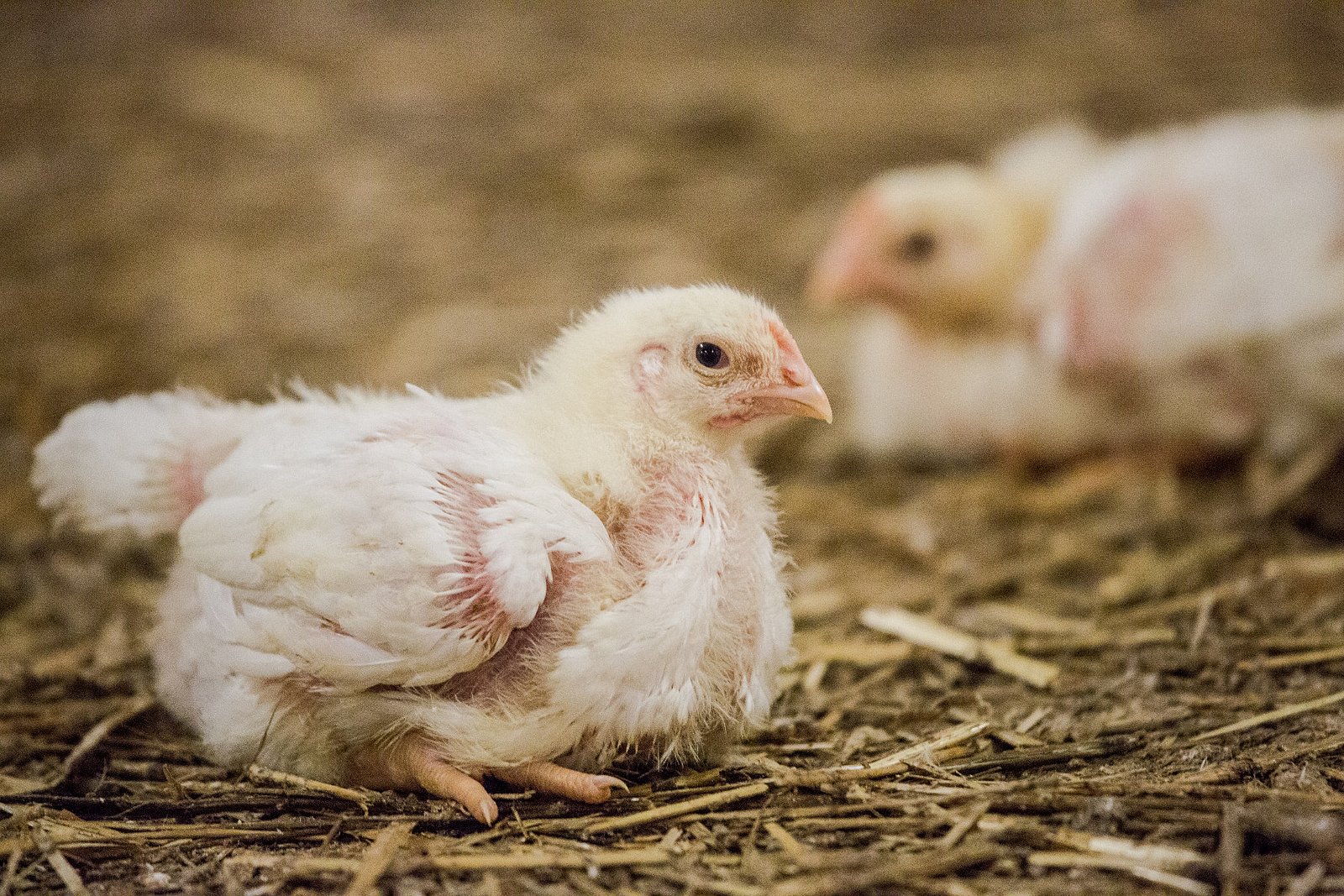 Farma Labské Chrčice: Jak si žijí kuřata