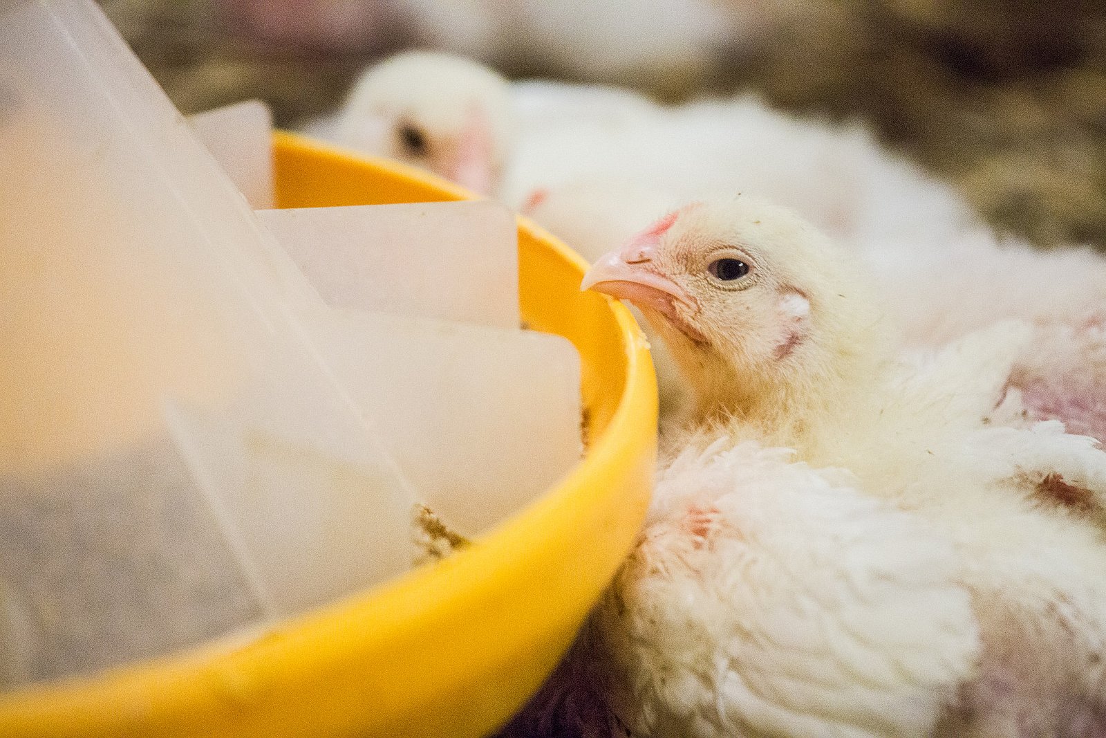 Farma Labské Chrčice: Jak si žijí kuřata