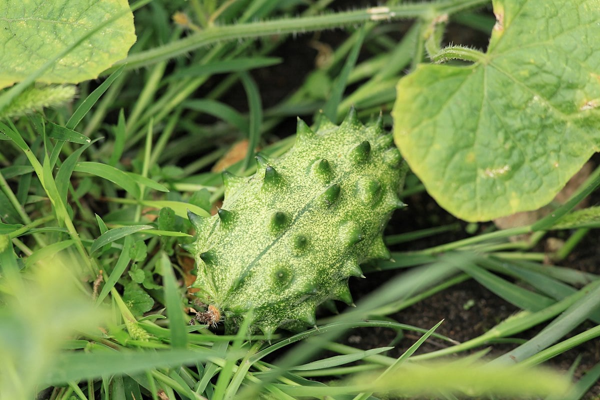 Kiwano – rohatá okurka