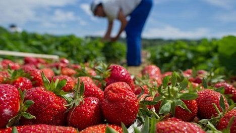 Náhledový obrázek - Pravá česká chemická jahoda. Inspekce objevila pesticidy v oblíbené jahodárně