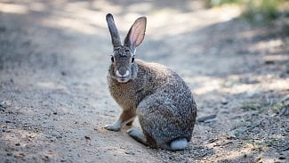 Náhledový obrázek - Zajíci, jeleni, ale i komáři mohou být přenašeči tularémie. Jak se nemoc projevuje?