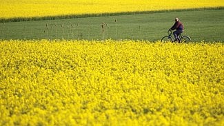 Náhledový obrázek - Soumrak řepky: EU chce skončit s biopalivy, Češi jsou proti