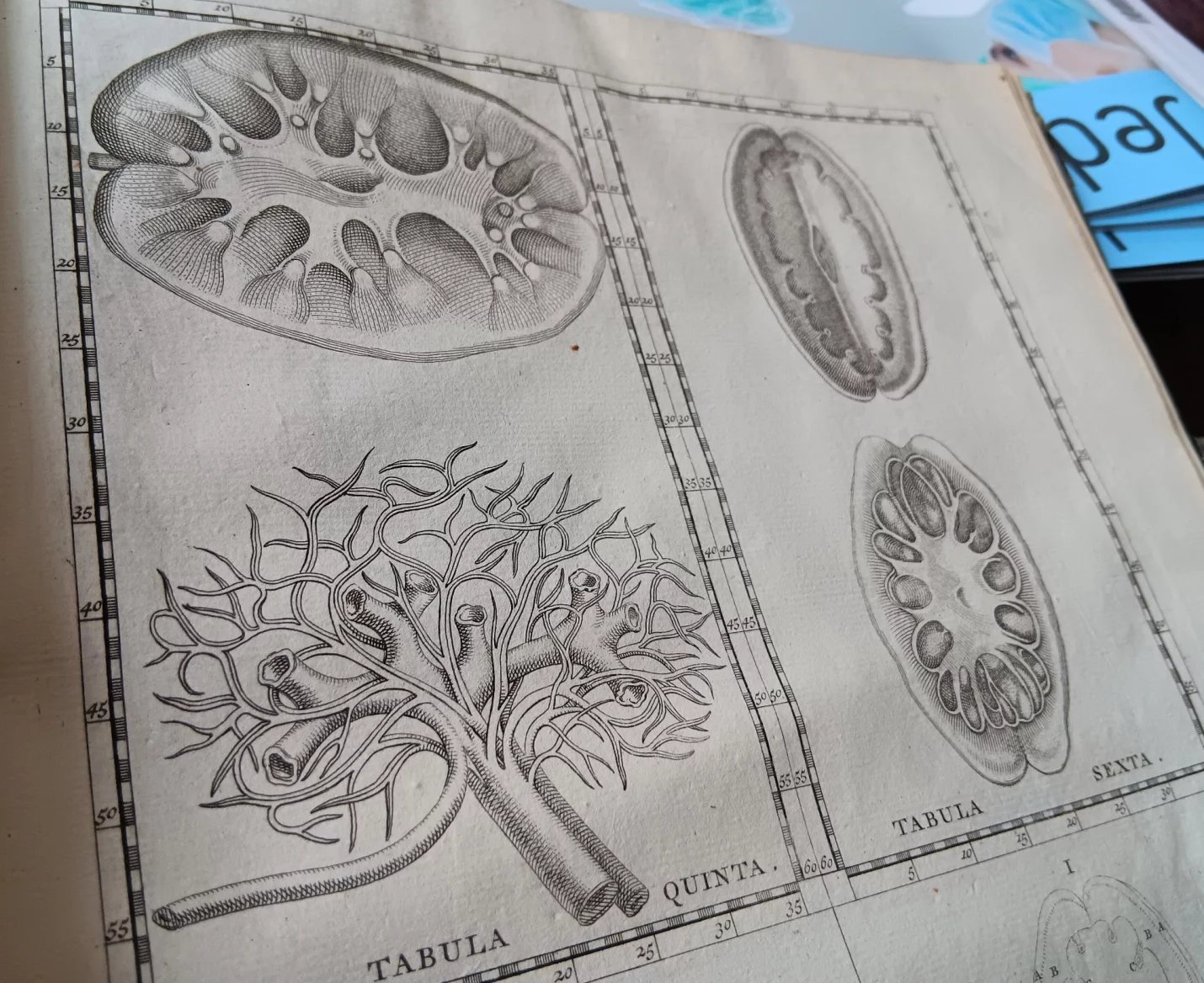 Detailní kresby byly původně do knihy tištěny z dubových desek. Na fotce je jejich reprint.