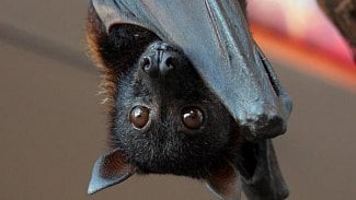 Náhledový obrázek - Virus nipah zabil v Indii až devět lidí